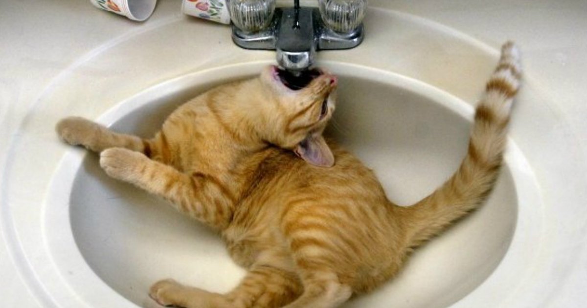 1 257.jpg?resize=412,232 - 18 Weirdo Cats Drinking Out Of Things They Shouldn't Be