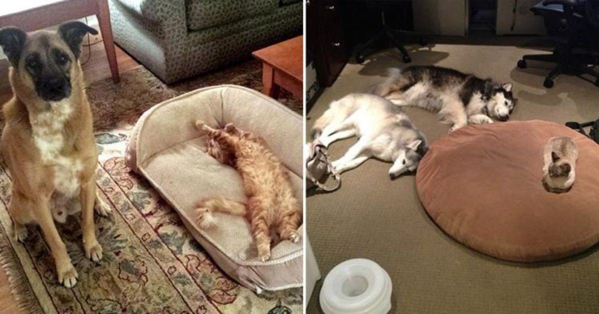 1 272.jpg?resize=1200,630 - 16 Hilarious Photos Of Dogs Who Got Kicked Out Of Their Bed By Cats