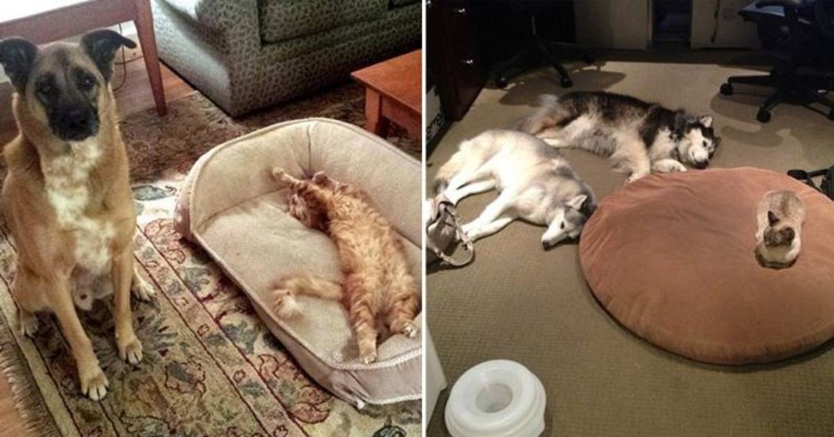 1 272.jpg?resize=412,232 - 16 Hilarious Photos Of Dogs Who Got Kicked Out Of Their Bed By Cats