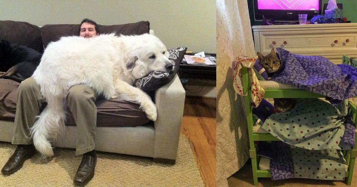 1 300.jpg?resize=412,232 - Just 20 Photos Of The Happiest, Fluffiest Pets We've Ever Seen