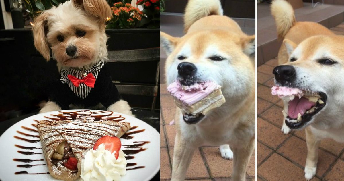 1 345.jpg?resize=1200,630 - 22 Dogs Who Are Totally You On Your Birthday