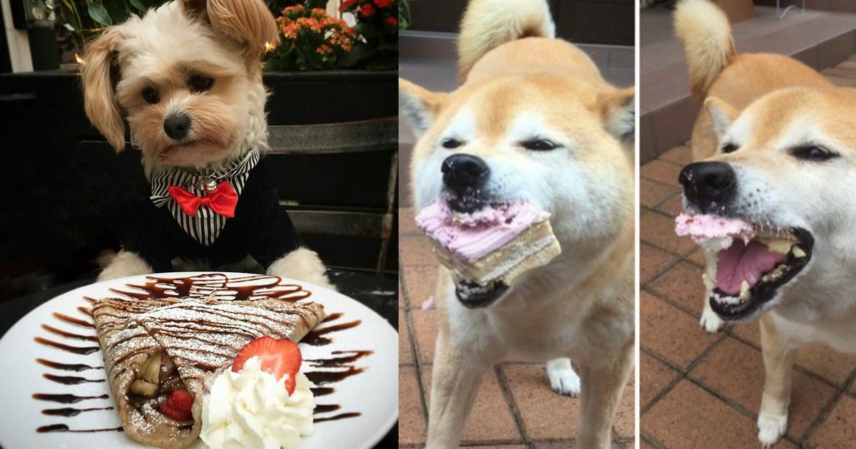 1 345.jpg?resize=412,232 - 22 Dogs Who Are Totally You On Your Birthday