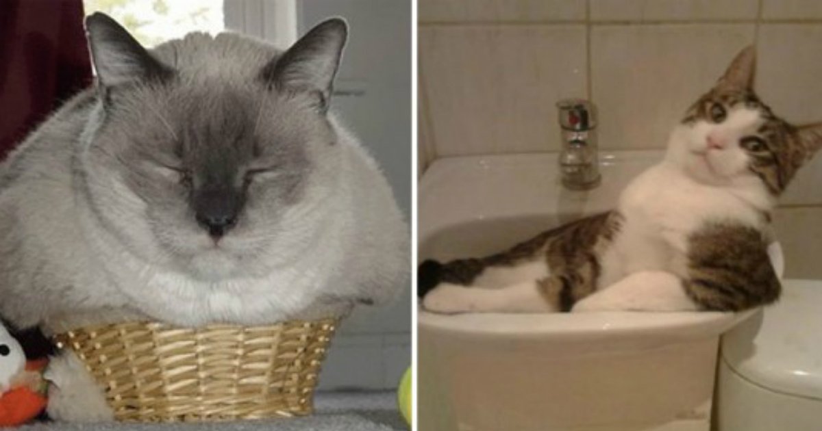 10 141.jpg?resize=412,232 - If It Fits, I Sits: 18 Hilarious Photos Proving That Cats Are Liquid