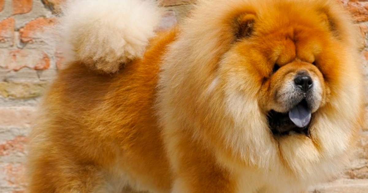 10 31.jpg?resize=1200,630 - Las 10 razas de perro más caras del mundo que son asombrosamente encantadoras