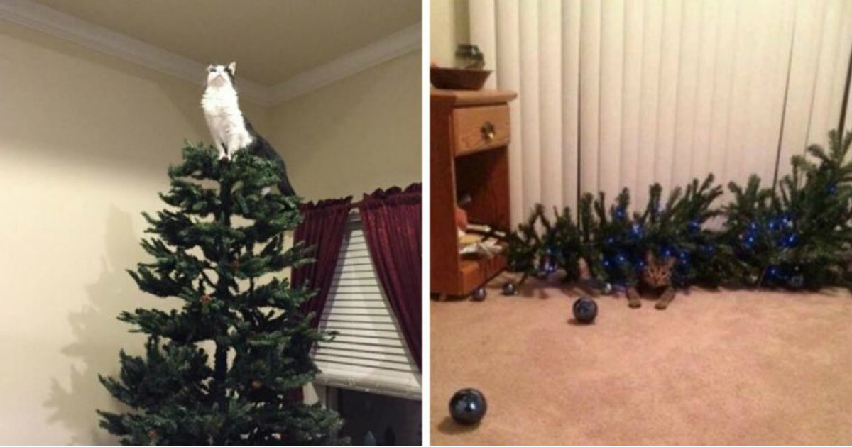 11 1.jpg?resize=412,232 - 23 Cats Who Are So Happy Your Christmas Tree Is Finally Back Again