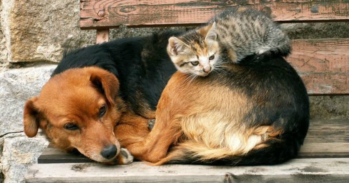 11 8.jpg?resize=1200,630 - 25 Cats Shamelessly Using Their Dog Friends As Pillows