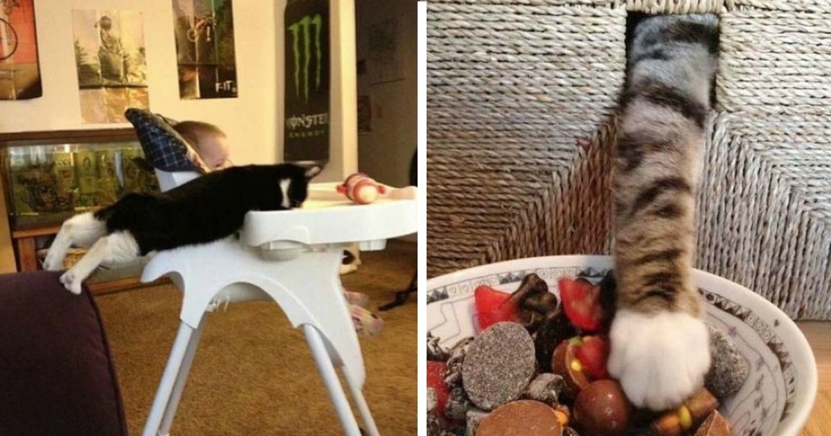 12 26 1.jpg?resize=412,275 - 31 photos hilarantes prouvant que les chats sont les meilleurs voleurs du règne animal