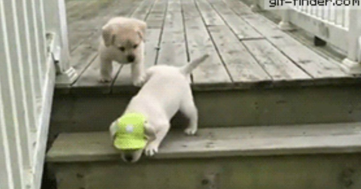 12 66.jpg?resize=412,232 - 21 Puppies and Dogs Losing the Battle Against Stairs