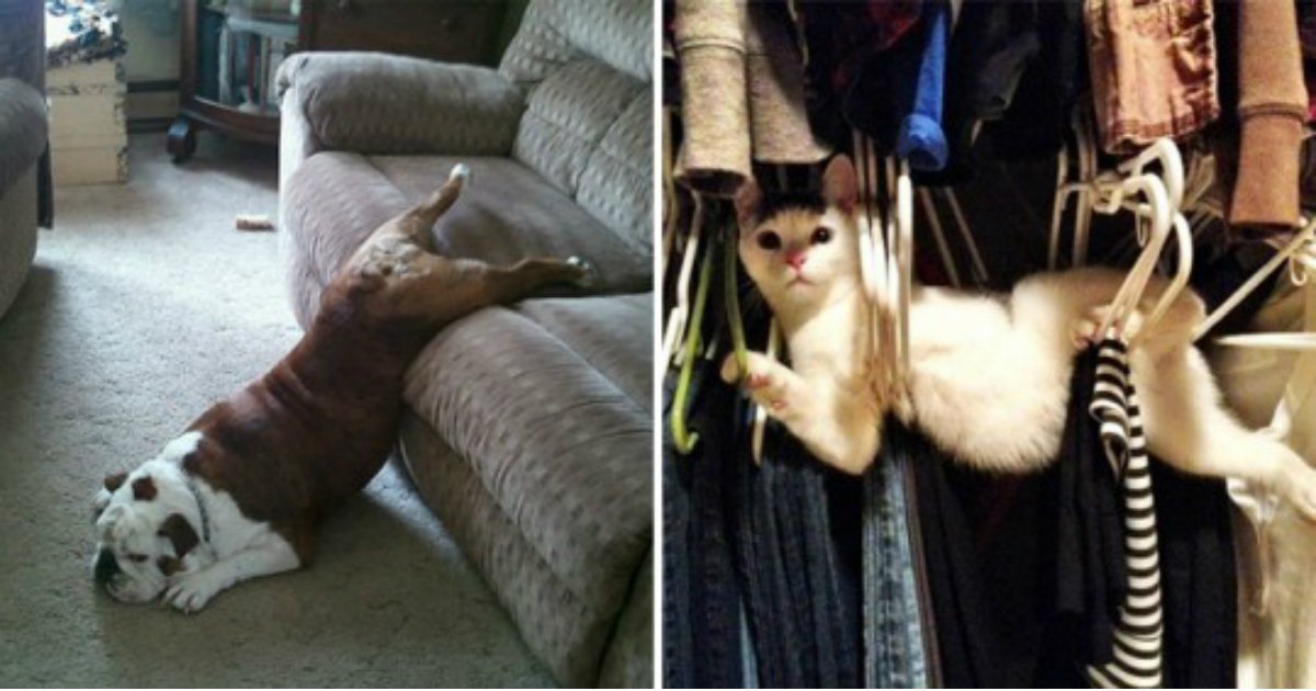 12 9.jpg?resize=412,232 - The 24 funniest photos of cats and dogs struggling against human furniture