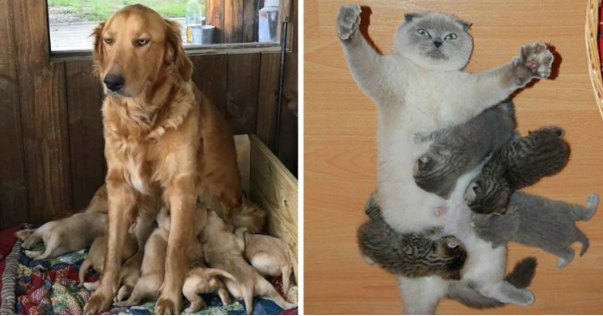 13 1.jpg?resize=412,275 - 16 Animal Pictures That Perfectly Depict What It’s Like To Be A Parent