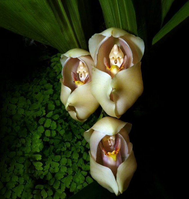 flor