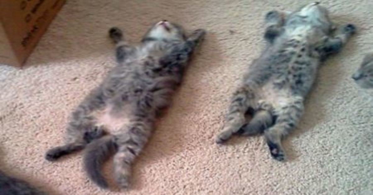 13 33.jpg?resize=412,275 - These 21 Napping Kittens Are The Moment Of Self Care You Need