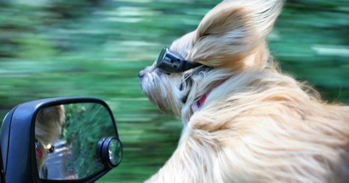 13 6.jpg?resize=412,232 - 19 Hilarious Dogs Enjoying Car Rides More Than Anything Else In The World