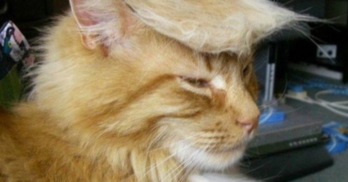 14 6.jpg?resize=412,232 - 21 Hilarious Photos Of Cats Looking Like Donald Trump. #5 Is Just Purrfect, LOL!