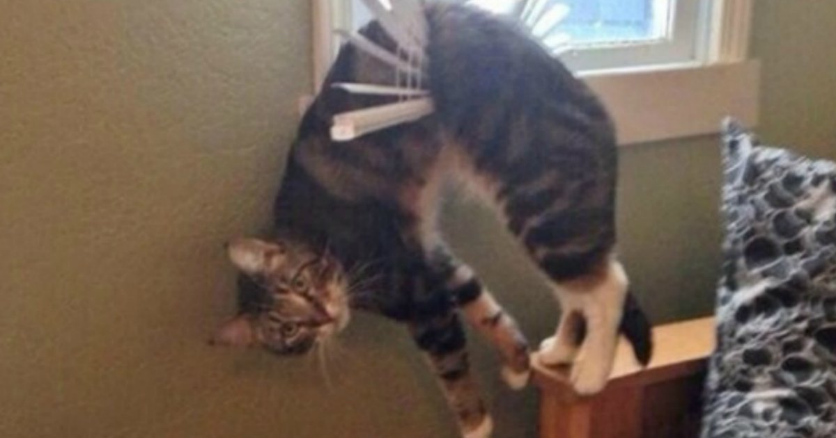 15 5.jpg?resize=412,275 - 27 Hilarious Cats Who Totally Forgot How To Cat