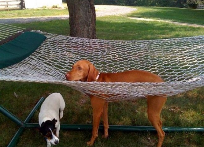 dogs-cats-struggling-furniture-19