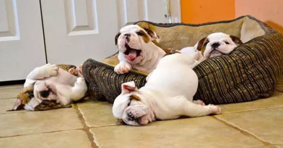 18 28.jpg?resize=1200,630 - 20 Adorable Bulldog Puppies That Are Coming to Steal Your Heart