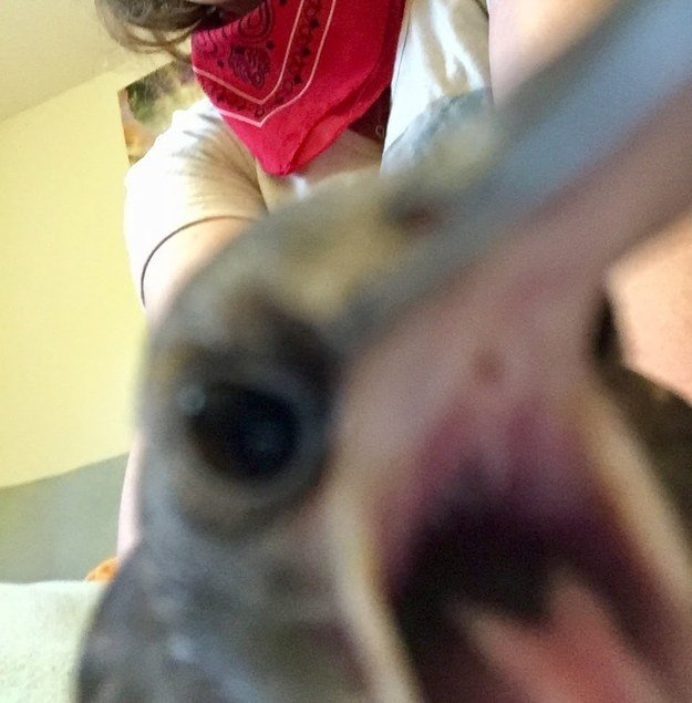 &quot;Intenté tomar una selfie con nuestra ave rescatada pero enloqueció cuando cambié a la cámara frontal&quot;. – audreyw484b1cd2f