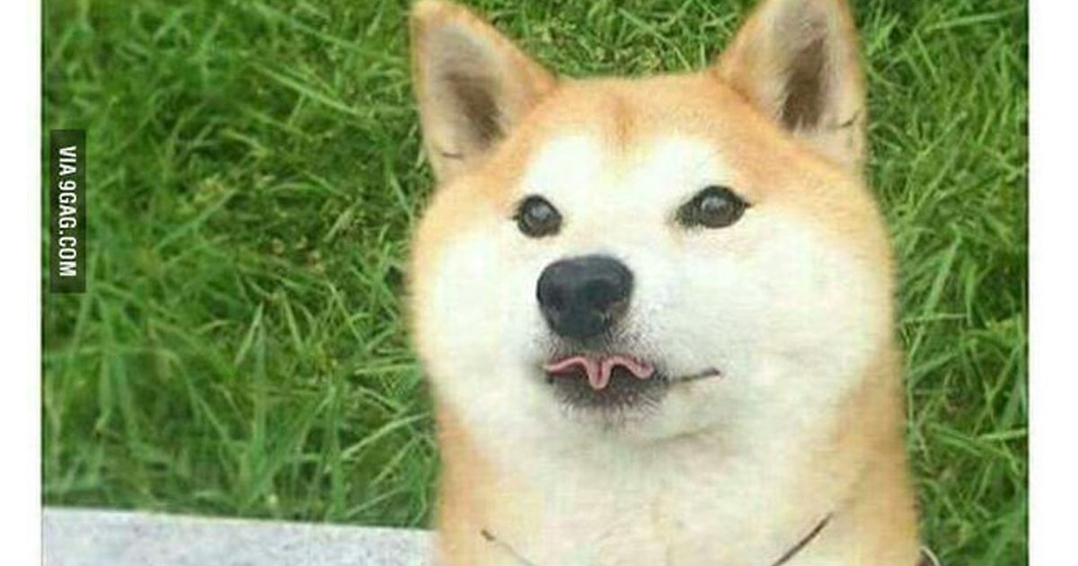 2 215.jpg?resize=412,232 - 19 Ridiculous Shiba Inu Memes