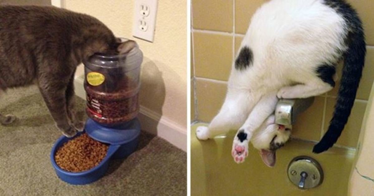 2 257.jpg?resize=412,232 - 16 Hilarious Photos Proving That Cats Think Different