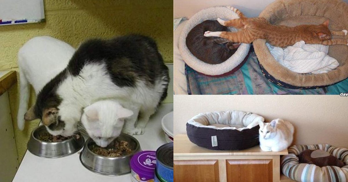 2 293.jpg?resize=412,275 - 20 Hilarious Photos That Perfectly Explain Cat Logic