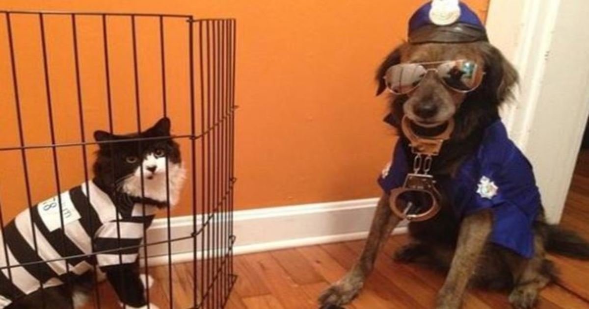 2 83.jpg?resize=412,275 - 21 Awesome Duo Costumes For Two Pets