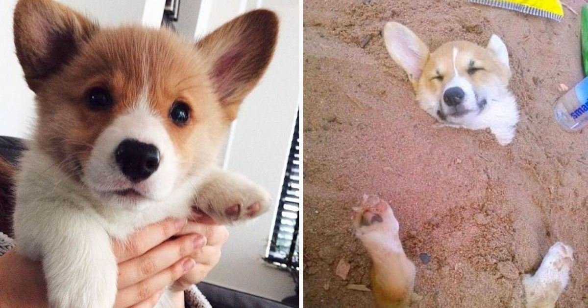 20 15.jpg?resize=412,232 - You Should Never Adopt A Corgi - Here Are 20 Definitive Reasons Why