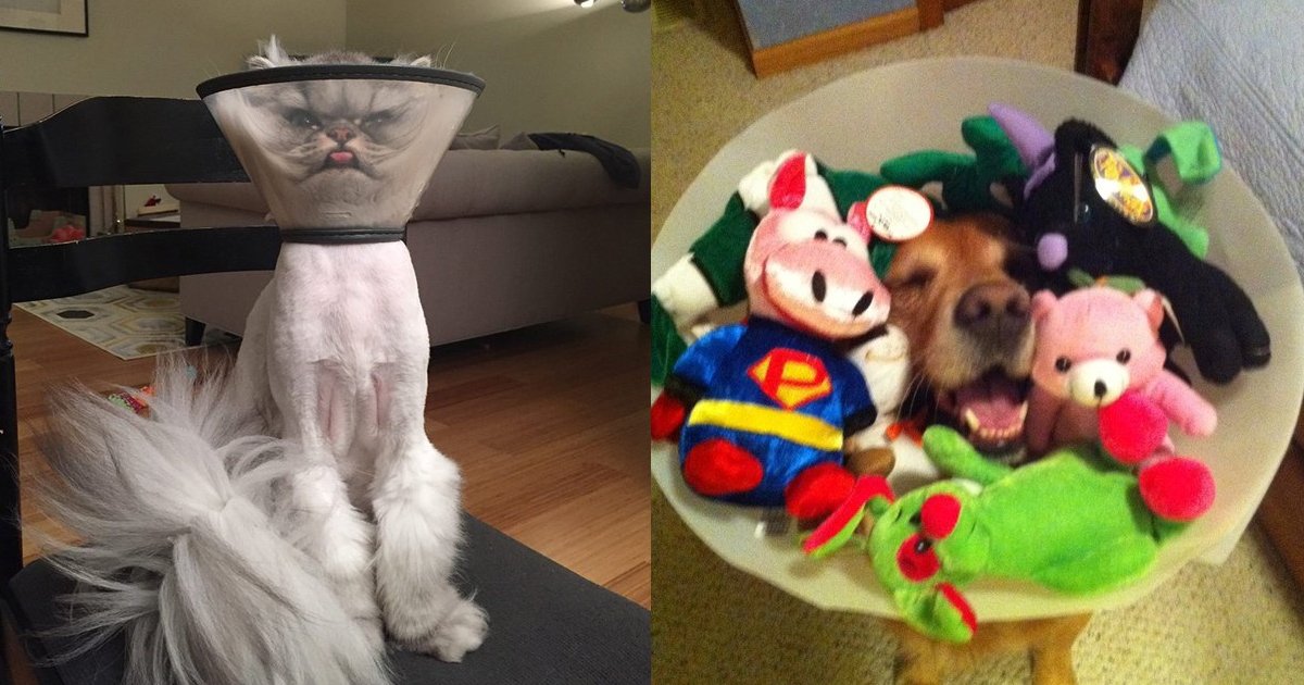 21 8.jpg?resize=412,232 - 31 Hilarious Pets Who Have Been Cone-Of-Shamed