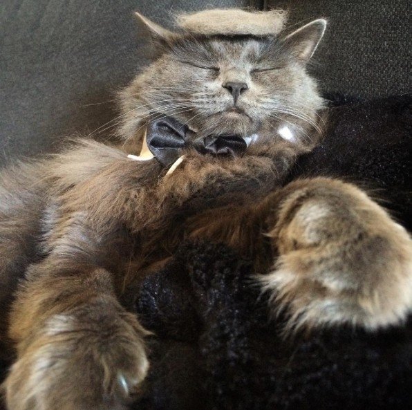 18 Hilarious Photos Of Cats Looking Like Donald Trump. #5 Is Just Purrfect, LOL!