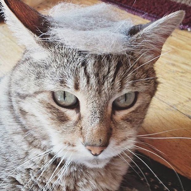cat-hairstyle-11
