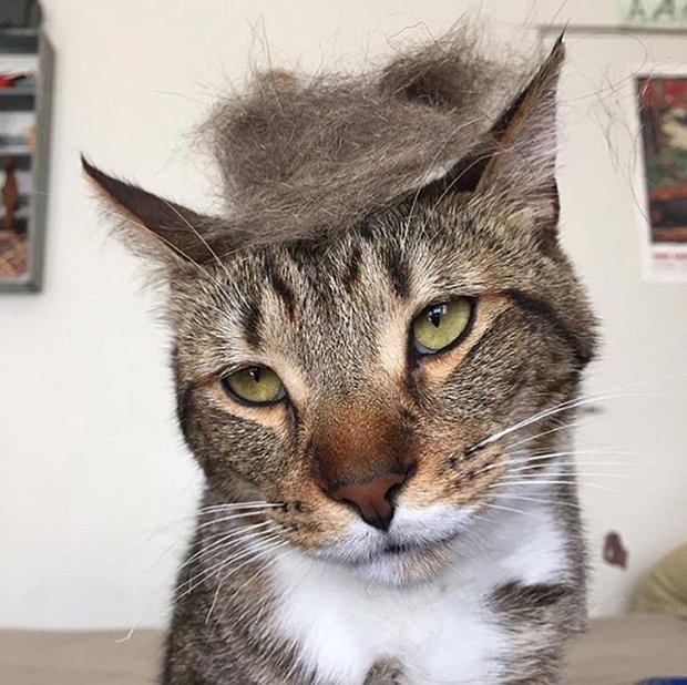 cat-hairstyle-4