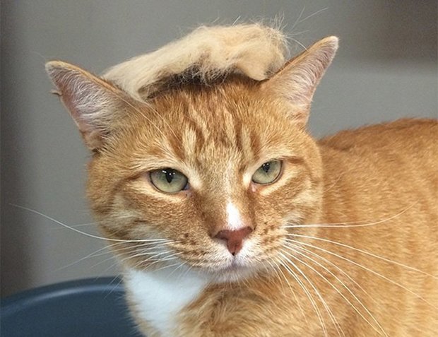 cat-hairstyle-5