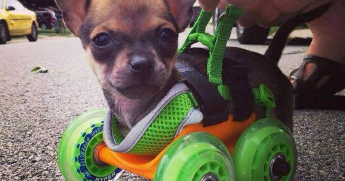 4 13.jpg?resize=412,275 - These 16 Puppies In Wheelchairs Will Melt Your Heart