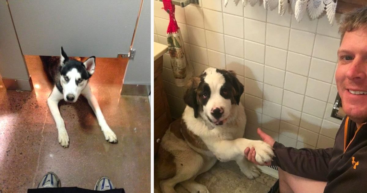4 222.jpg?resize=1200,630 - 10+ Dogs Who Won't Let Their Owners Use The Bathroom Alone