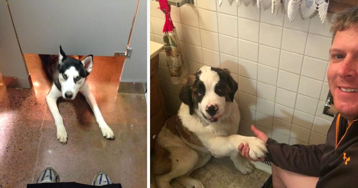 4 222.jpg?resize=412,232 - 10+ Dogs Who Won't Let Their Owners Use The Bathroom Alone