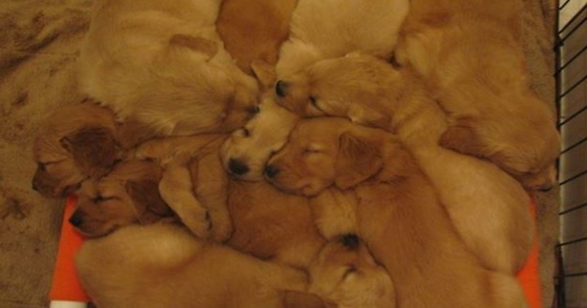 puppy pile