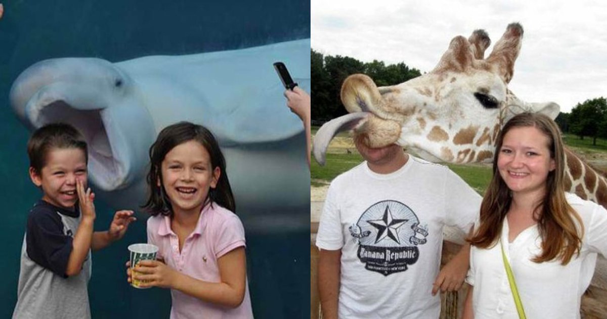 5 216.jpg?resize=412,232 - The 39 funniest animal photobombs of all time