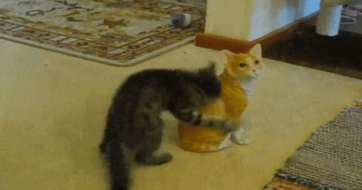 5 61.jpg?resize=636,358 - 27 Cats Fighting With Strange Objects