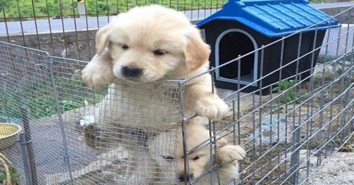 5 66.jpg?resize=412,232 - 20 Adorable Escape Artists Who Would Make Houdini Proud