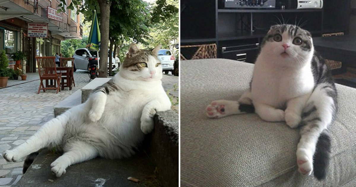 6 178.jpg?resize=412,275 - 24 Hilarious Photos Of Cats Sitting Awkwardly