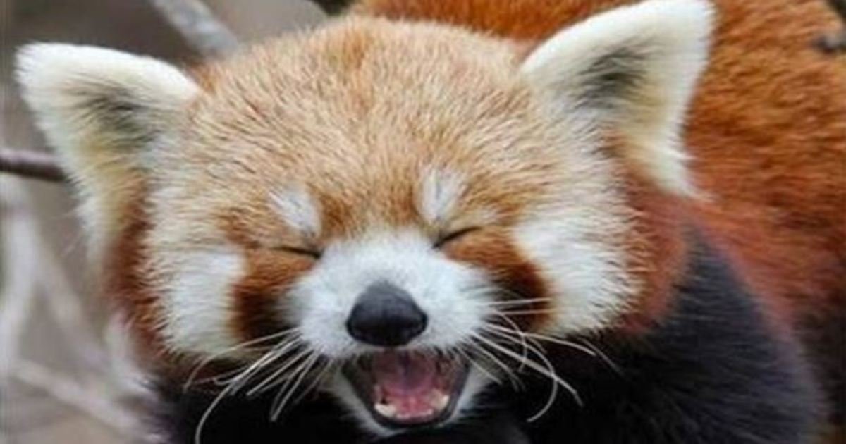 6 19.jpg?resize=1200,630 - The 23 Best Animal Smiles You'll See Today