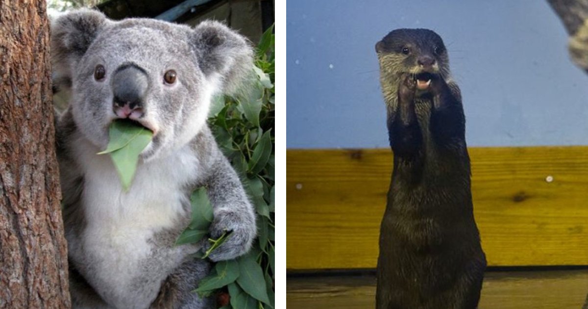 6 200.jpg?resize=412,232 - 23 Hilarious Photos Of Surprised Animals