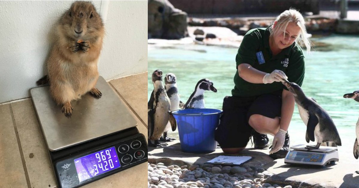 6 201.jpg?resize=412,232 - These 15 Animals Standing On Scales Perfectly Sum Up Your Fitness Goals