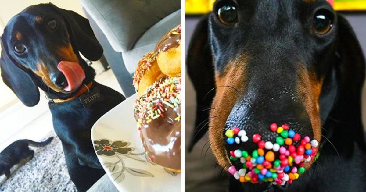 6 83.jpg?resize=412,232 - 24 Adorable Reasons to Get a Dachshund Right Now