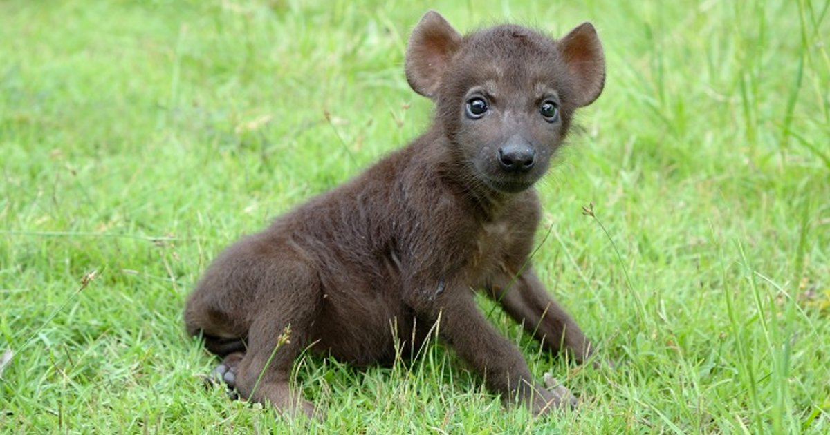 8 53.jpg?resize=1200,630 - 12 Fotos de bebés de los depredadores más feroces del mundo