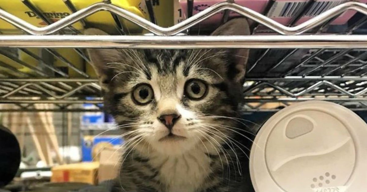 9 101.jpg?resize=412,232 - 24 of the Cutest Bodega Cats To Have Ever Lived