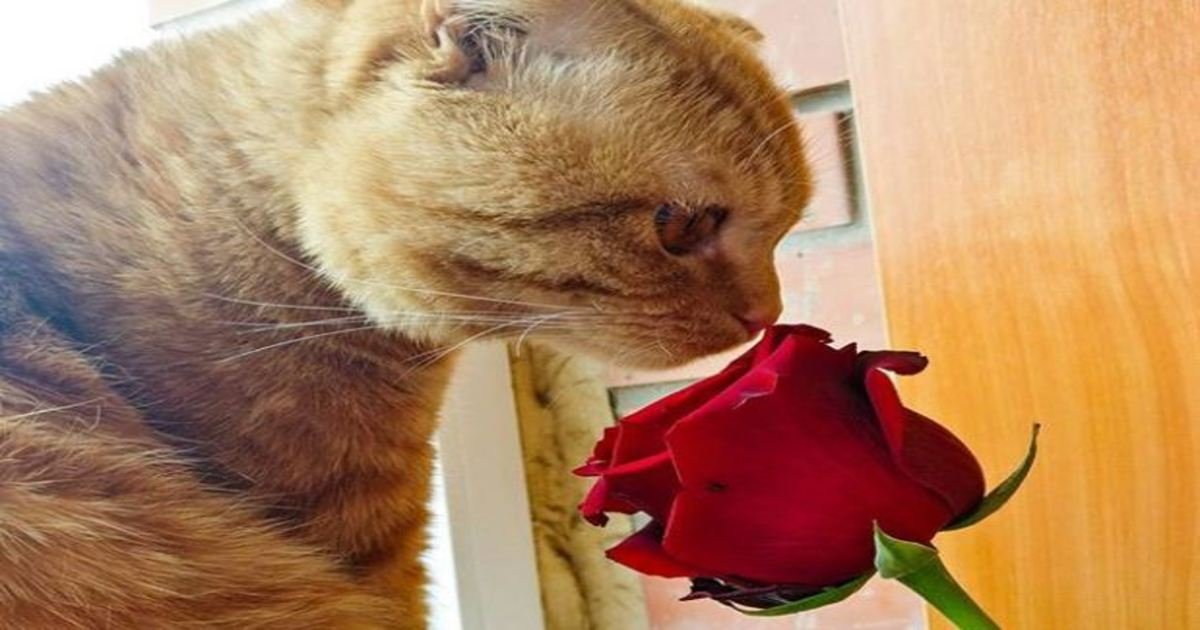 9 16.jpg?resize=412,275 - 19 Photos That Prove Cats Are Actually Sweethearts