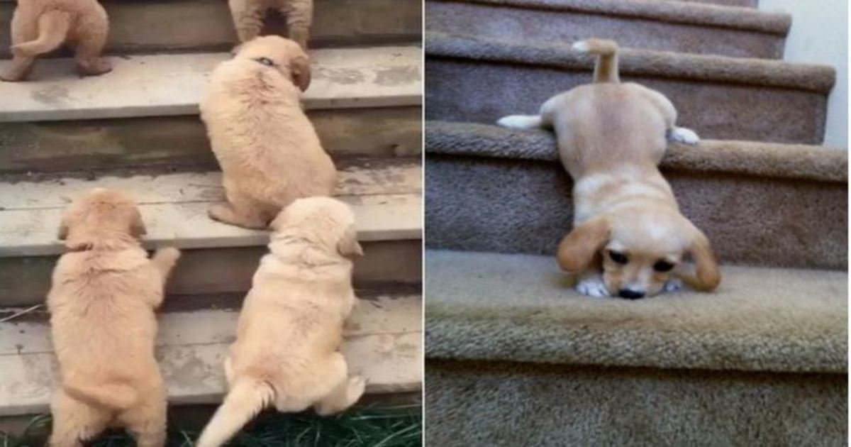 9 35.jpg?resize=412,232 - 22 Puppies Climbing Stairs For The First Time