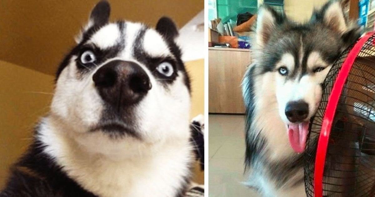 9 68.jpg?resize=1200,630 - 25 Hilarious Photos That Prove Huskies Are The Strangest Dogs Ever