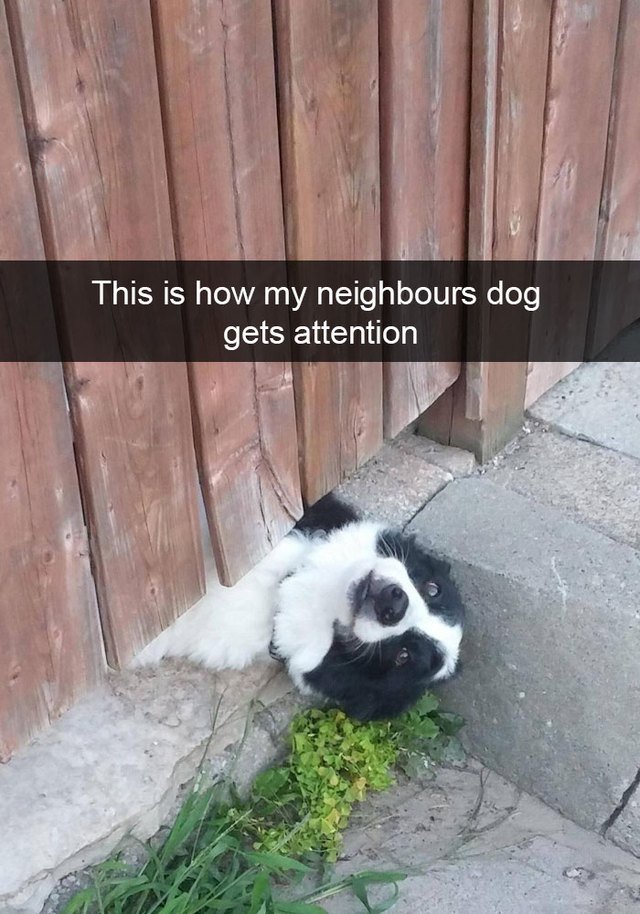 Dog sticking his head out from underneath a fence